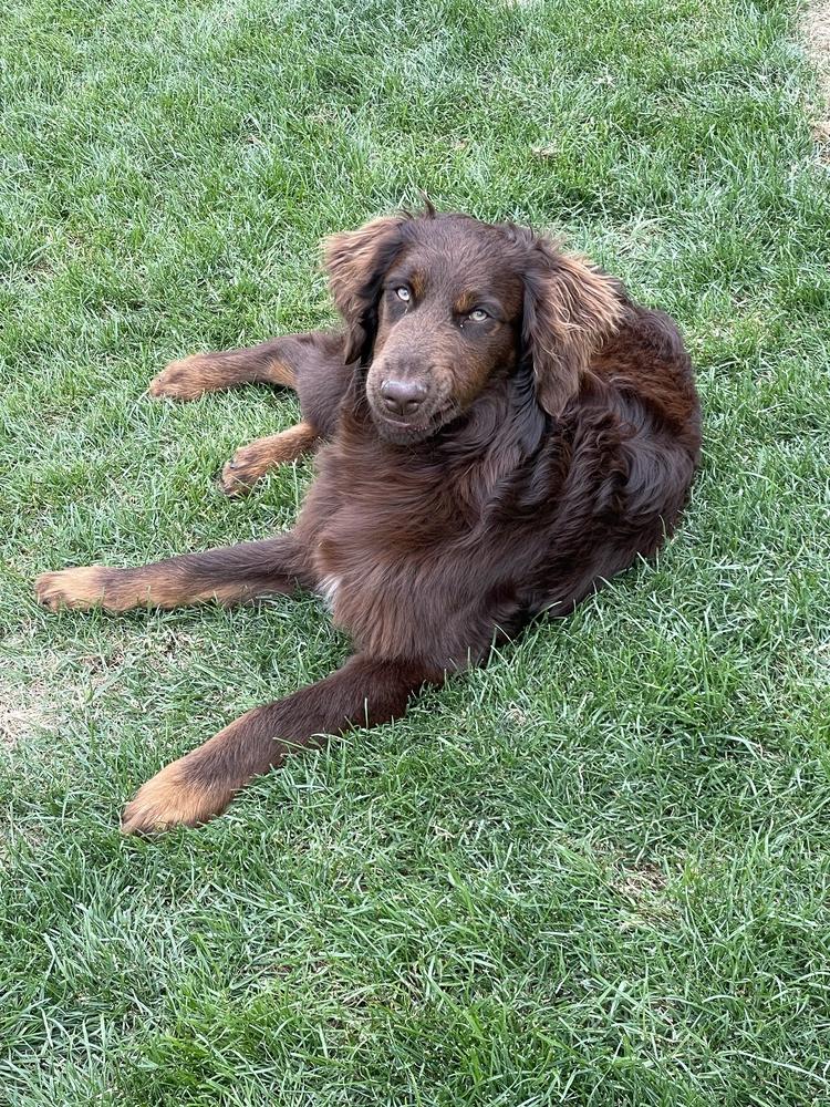 Philip, a Adoptable mixed breed in Frisco, TX image 6/6