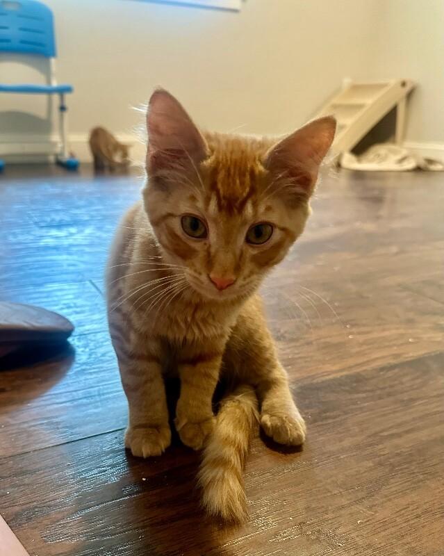 Donkey, a Adoptable Domestic Medium Hair in Kennewick, WA image 1/5