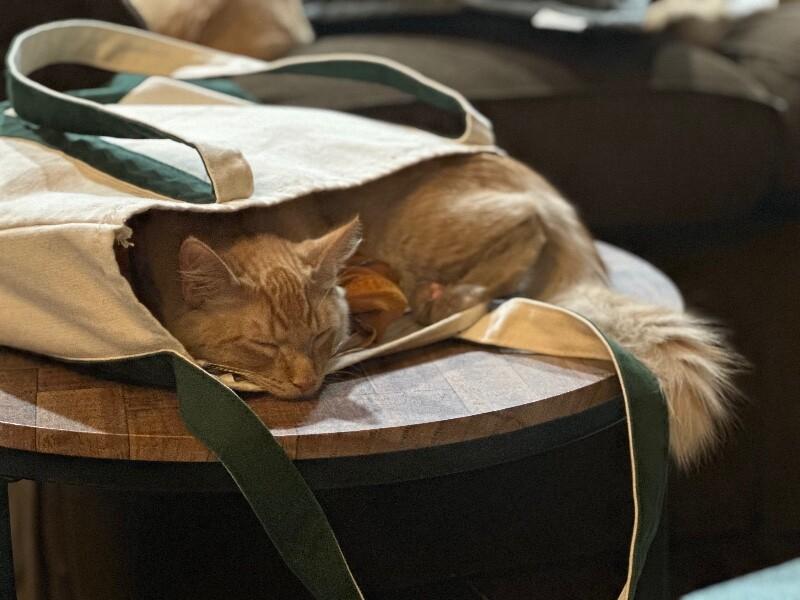 Donkey, a Adoptable Domestic Medium Hair in Kennewick, WA image 2/5