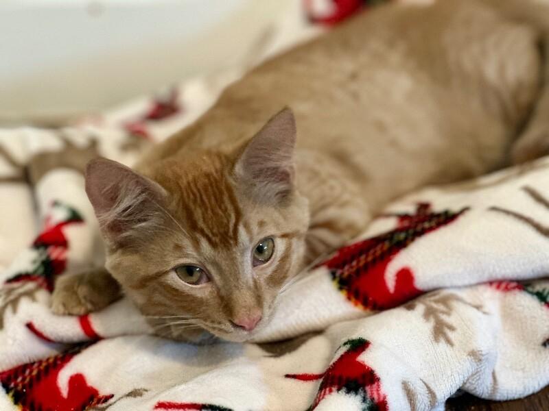 Donkey, a Adoptable Domestic Medium Hair in Kennewick, WA image 3/5