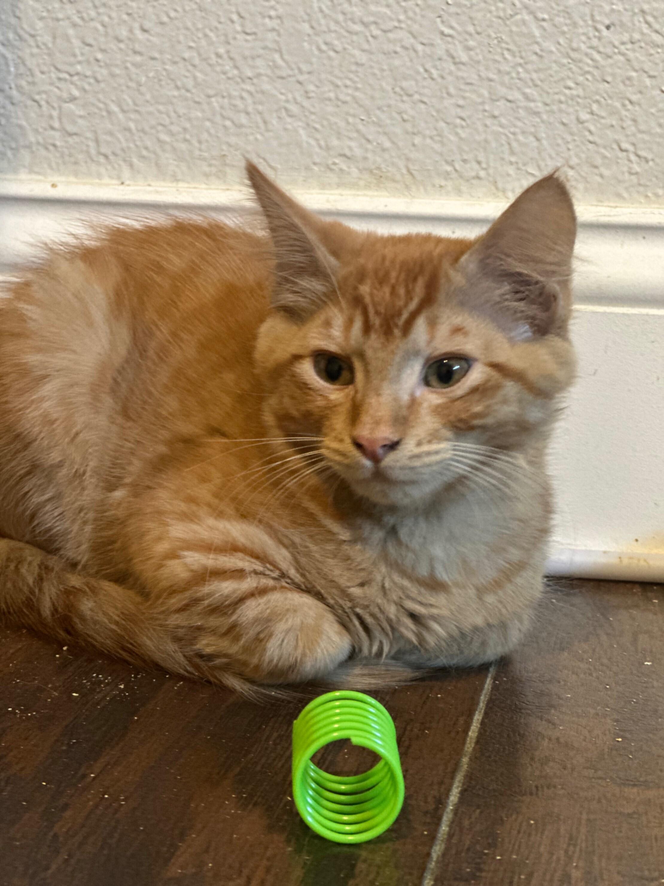 Donkey, a Adoptable Domestic Medium Hair in Kennewick, WA image 4/5