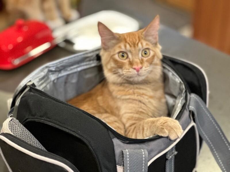 Donkey, a Adoptable Domestic Medium Hair in Kennewick, WA image 5/5