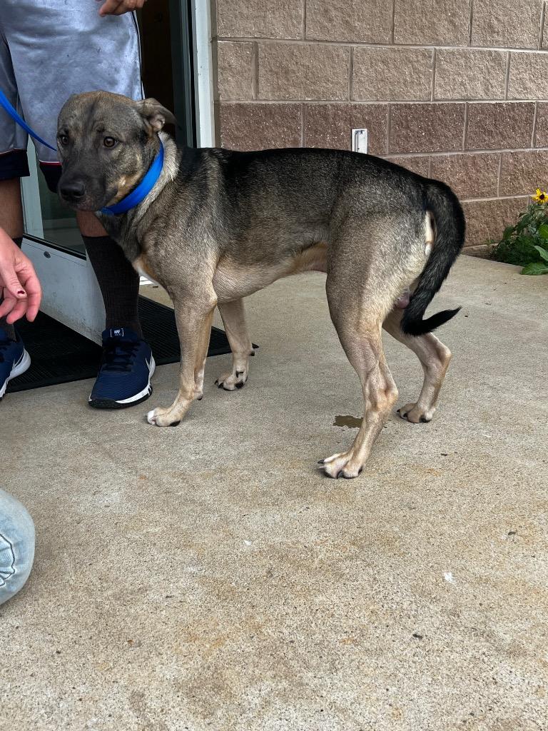 Chavalo, Adoptable, Young Male Shepherd & Pit Bull Terrier.