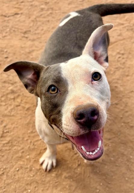 OLIVE, Adoptable, Young Female American Staffordshire Terrier.