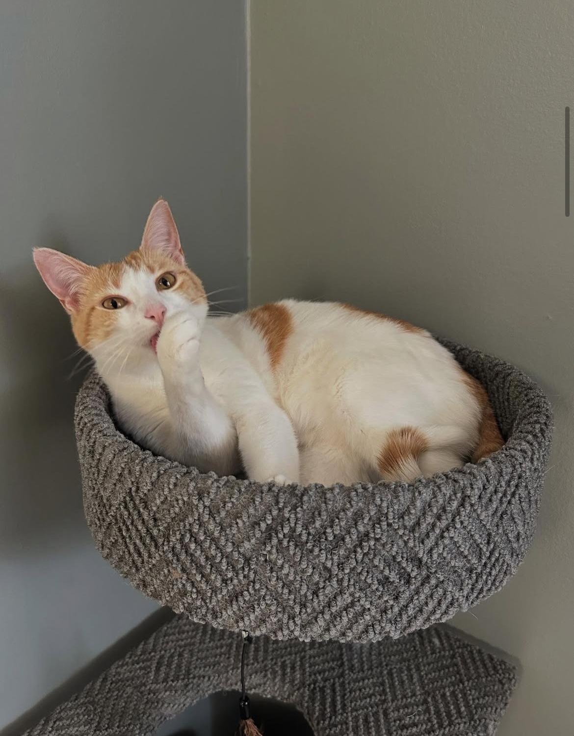 Enlarge Arabella, a Adoptable Domestic Short Hair in Kenosha, WI image 8/12