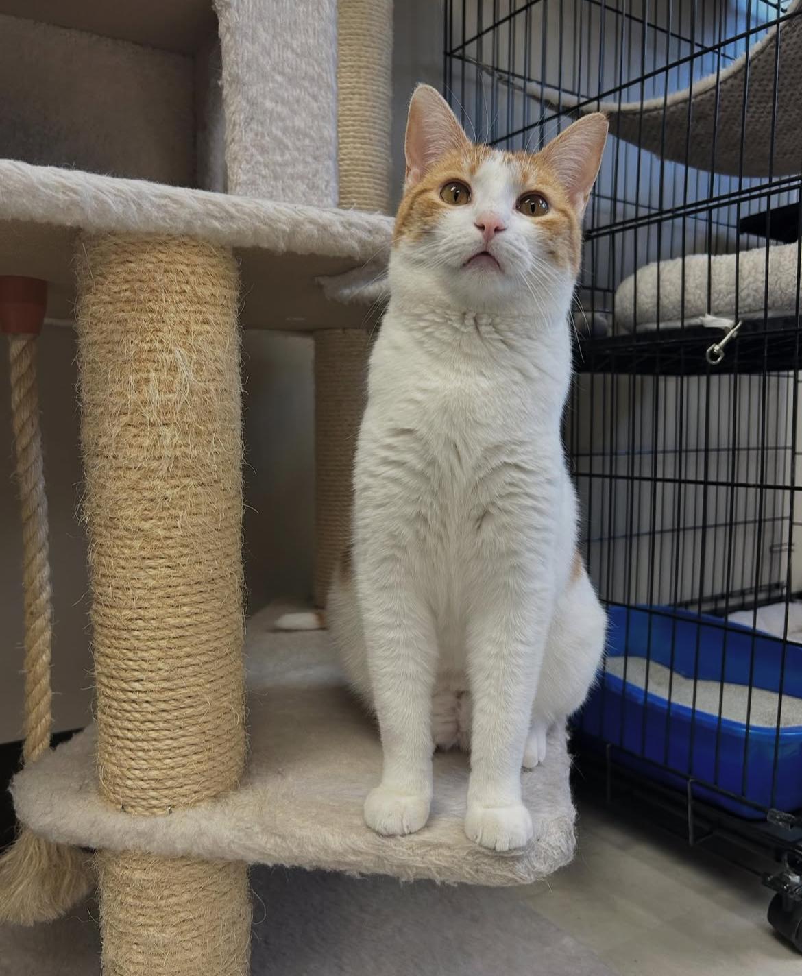 Arabella, Adoptable, Adult Female Domestic Short Hair.