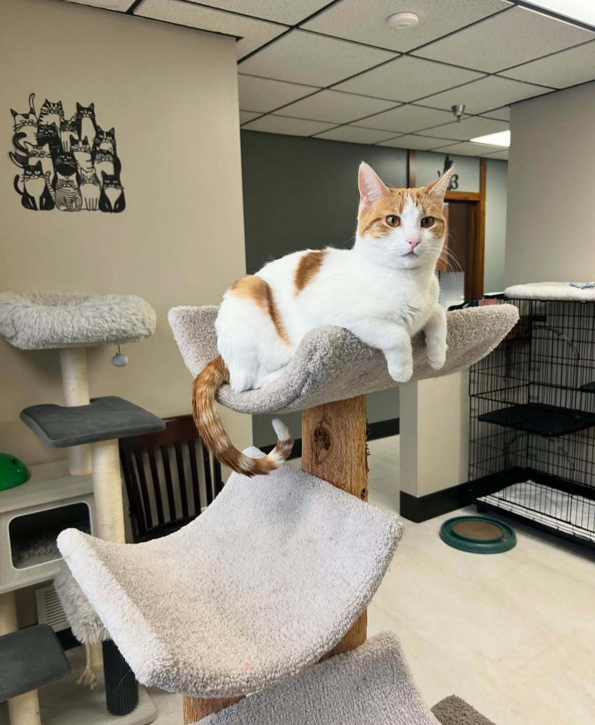 Enlarge Arabella, a Adoptable Domestic Short Hair in Kenosha, WI image 9/12