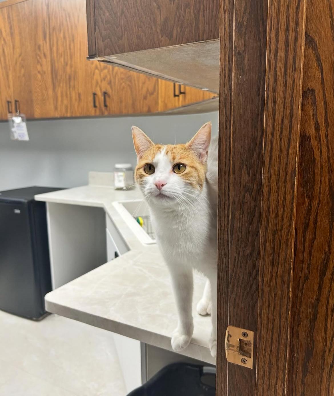 Enlarge Arabella, a Adoptable Domestic Short Hair in Kenosha, WI image 10/12