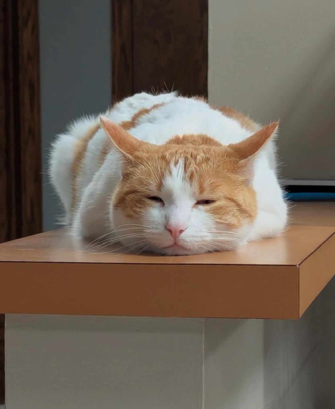 Enlarge Arabella, a Adoptable Domestic Short Hair in Kenosha, WI image 12/12