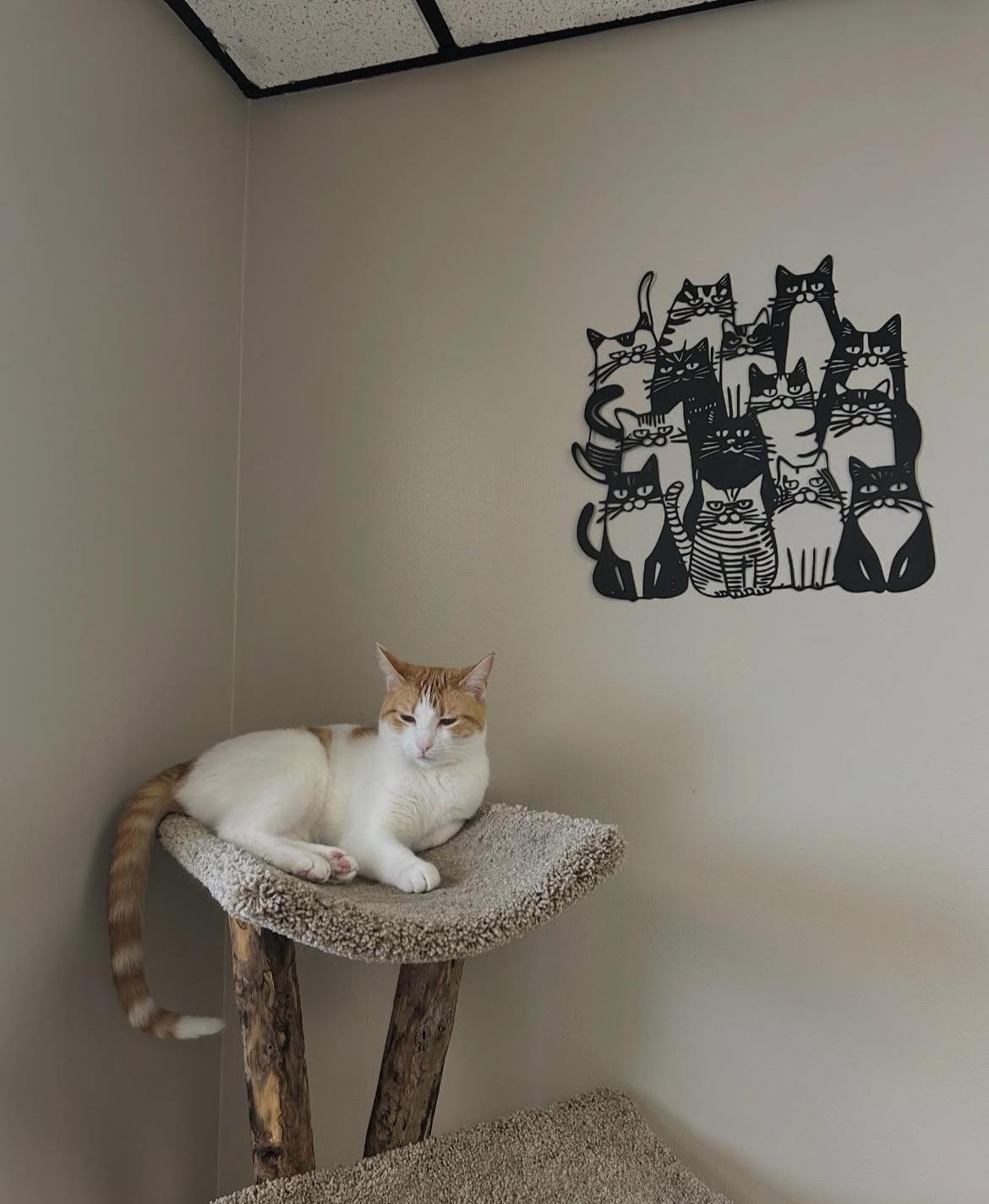 Enlarge Arabella, a Adoptable Domestic Short Hair in Kenosha, WI image 11/12