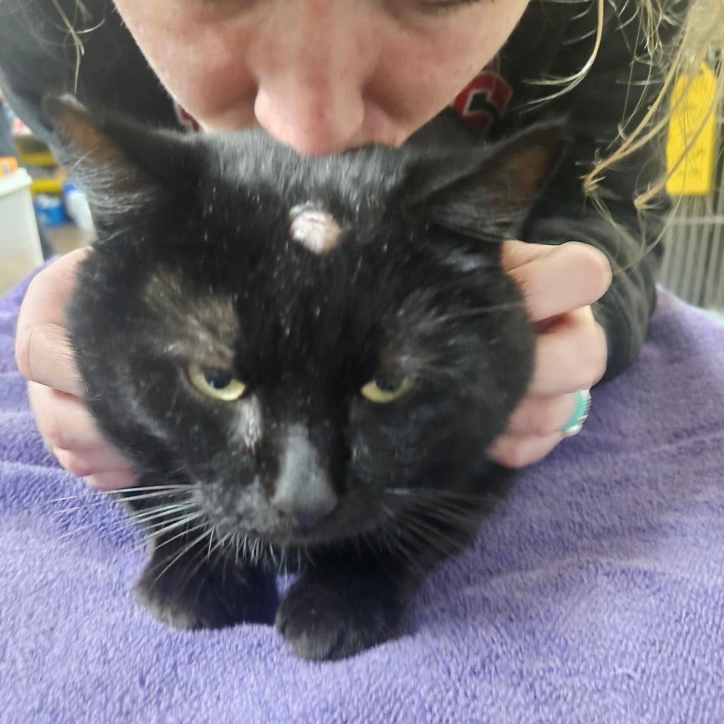 Buttons, Adoptable, Adult Male Domestic Short Hair.