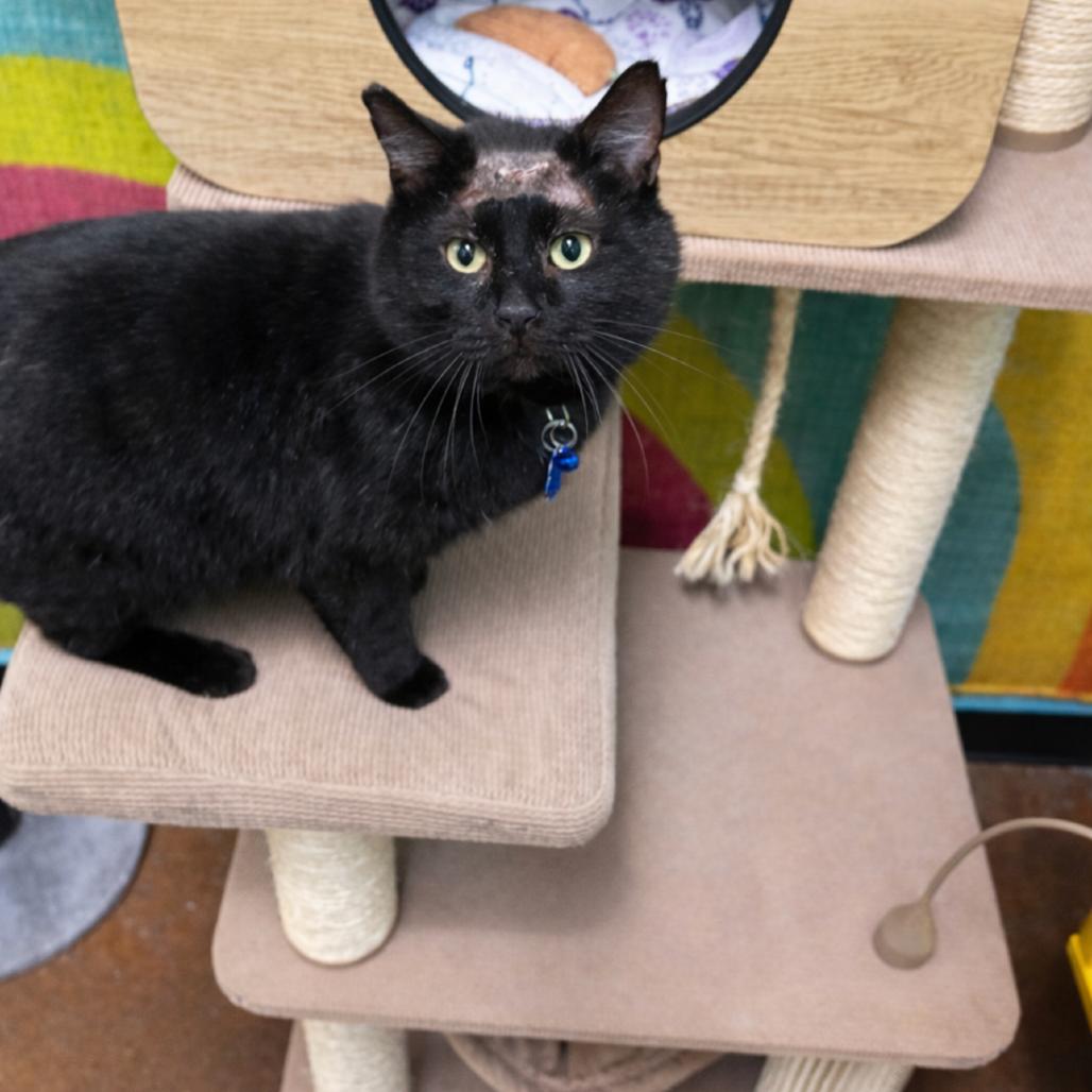 Buttons, a Adoptable Domestic Short Hair in Springfield, MO image 3/6