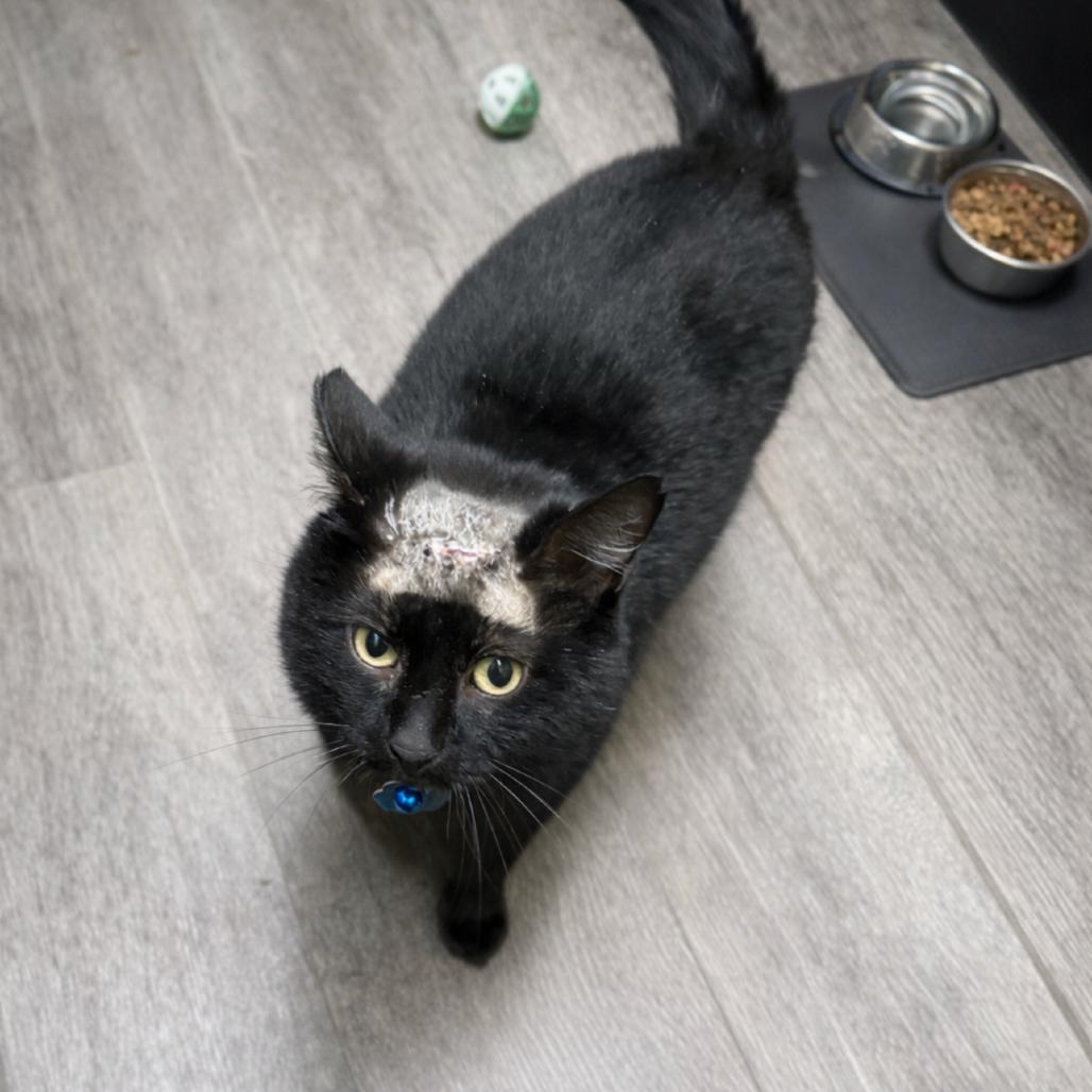 Buttons, a Adoptable Domestic Short Hair in Springfield, MO image 4/6