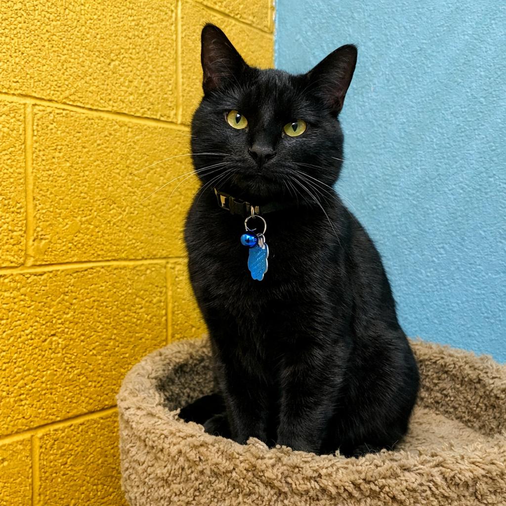 Buttons, a Adoptable Domestic Short Hair in Springfield, MO image 5/6