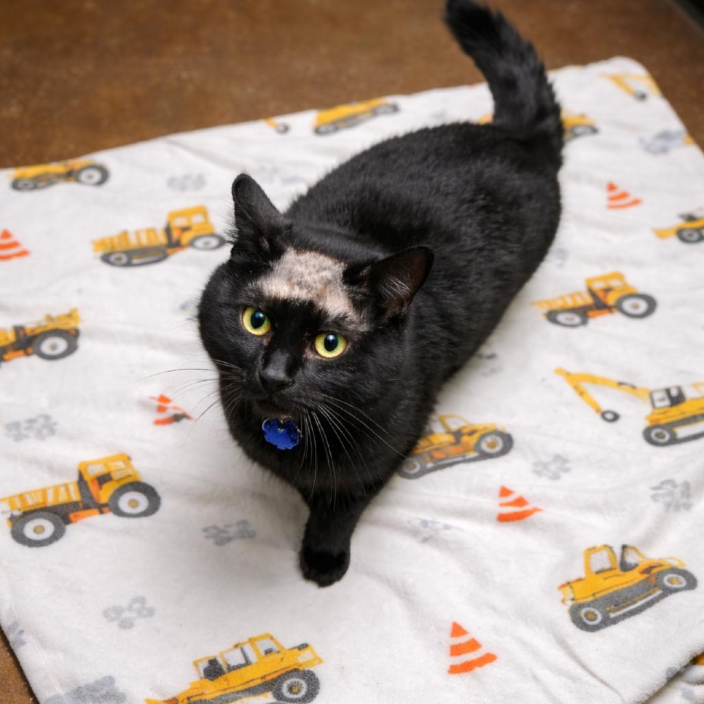 Buttons, a Adoptable Domestic Short Hair in Springfield, MO image 6/6