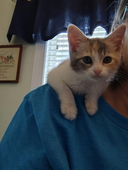 3746B  Lola, Adoptable, Young Female Domestic Short Hair & Domestic Short Hair.