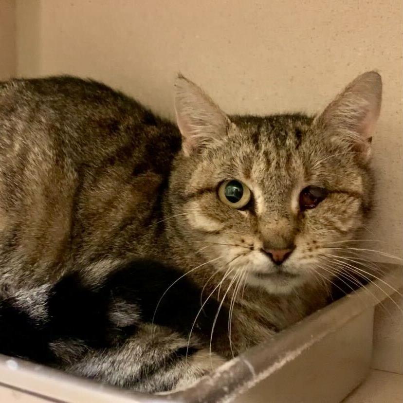 Emily, Senior Female Domestic Short Hair