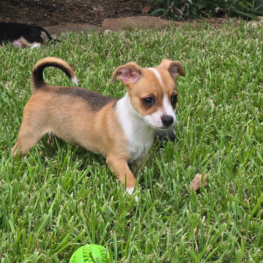 Enlarge Rizzo, a Adoptable mixed breed in Montgomery, TX image 1/4