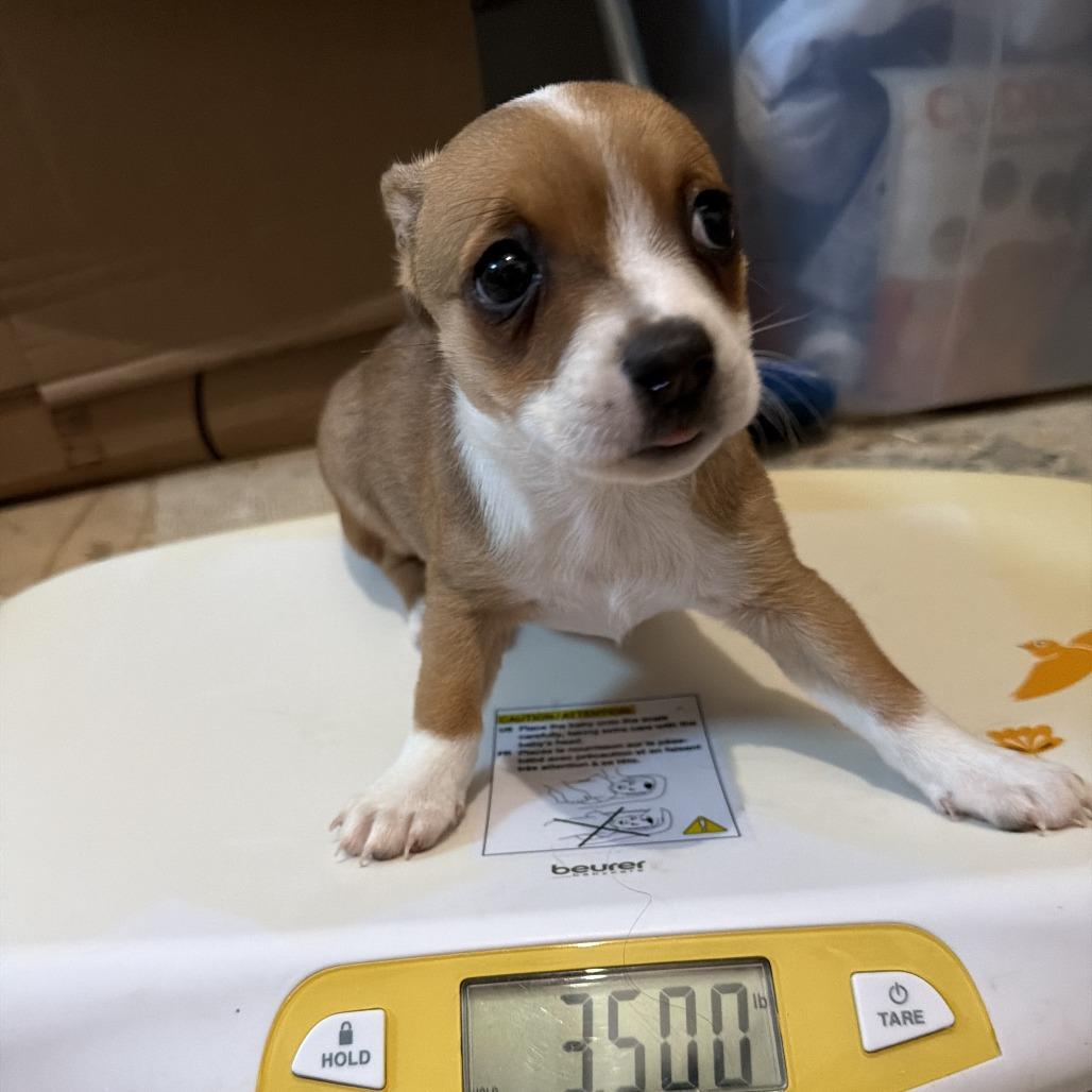 Enlarge Rizzo, a Adoptable mixed breed in Montgomery, TX image 2/4