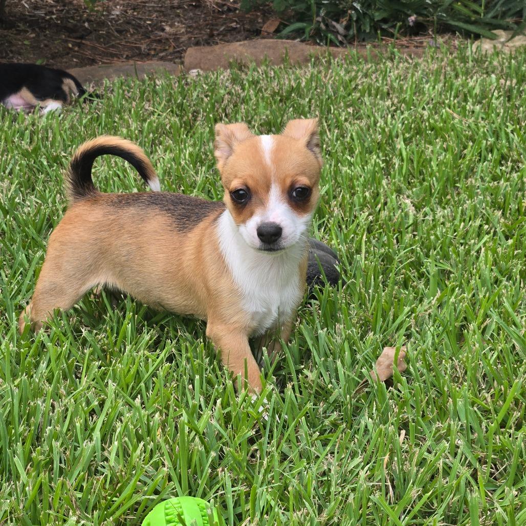 Enlarge Rizzo, a Adoptable mixed breed in Montgomery, TX image 3/4