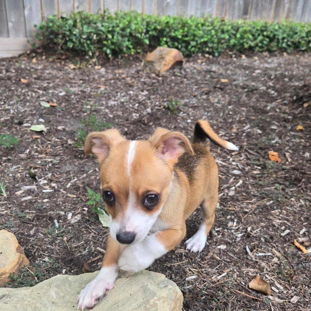 Enlarge Rizzo, a Adoptable mixed breed in Montgomery, TX image 4/4