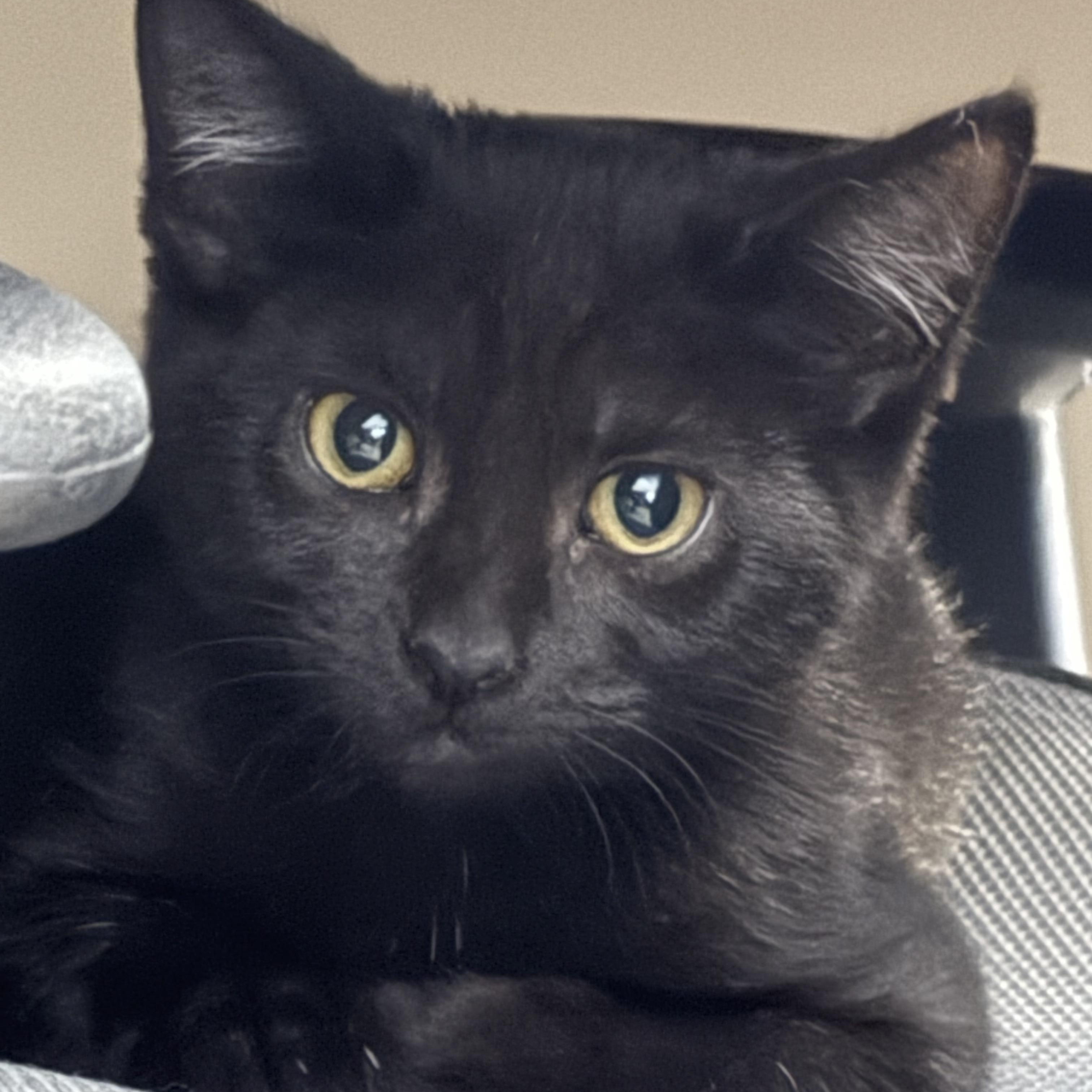 Dilly, ADOPTABLE, Kitten Female Domestic Short Hair.