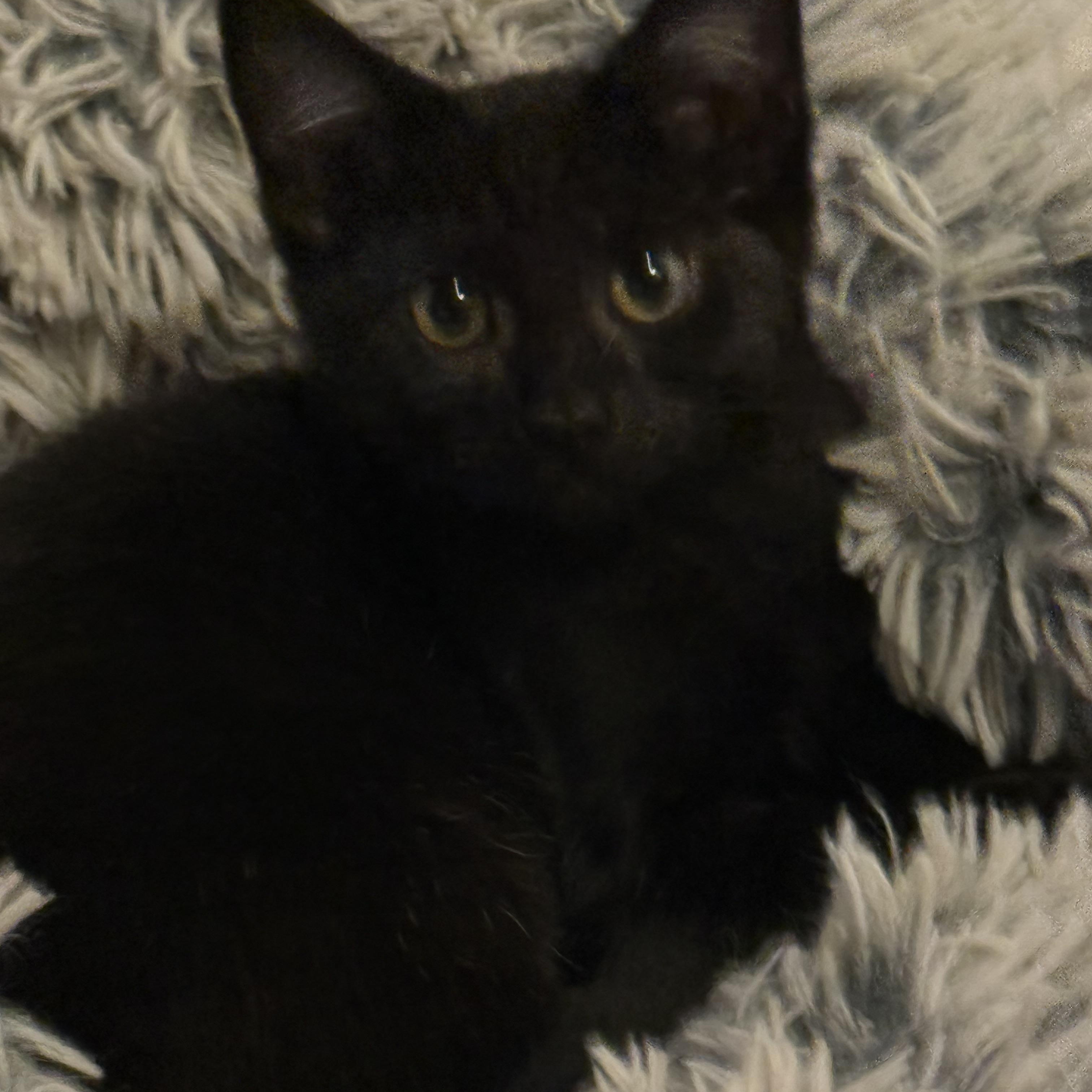 Dilly, ADOPTABLE, Kitten Female Domestic Short Hair.