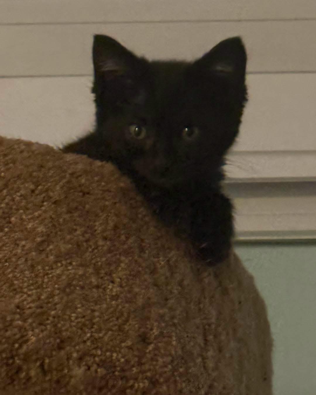 Enlarge Dilly, a ADOPTABLE Domestic Short Hair in Grand Haven, MI image 2/5