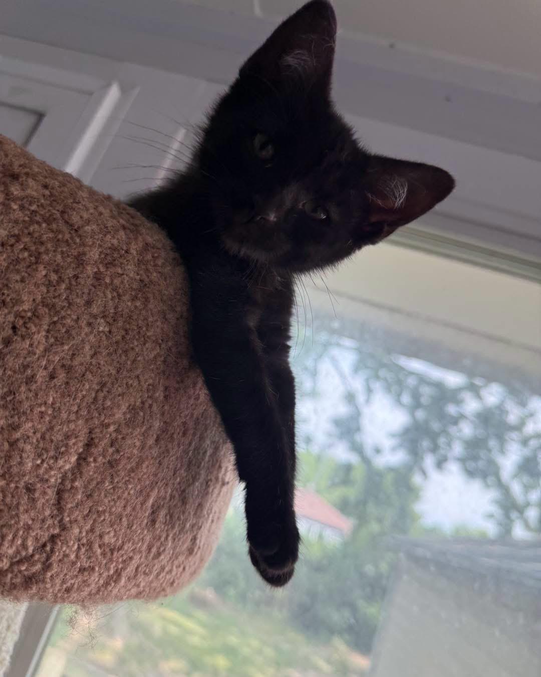 Enlarge Dilly, a ADOPTABLE Domestic Short Hair in Grand Haven, MI image 5/5