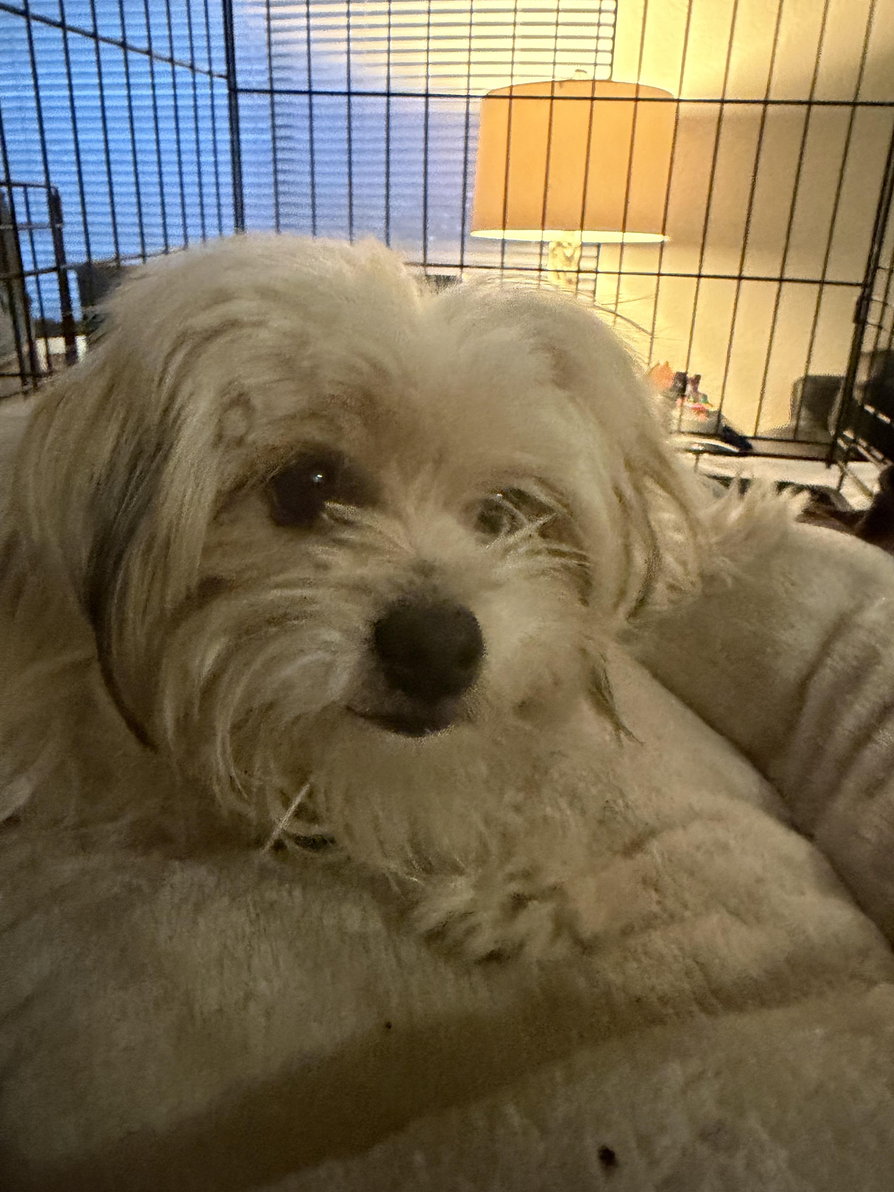 MAXX, Adoptable, Young Male Maltese.