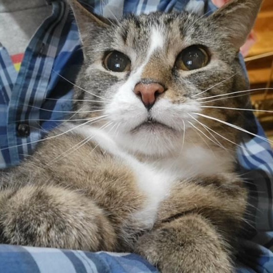 Enlarge Frenchie, a ADOPTABLE Domestic Short Hair in Hudsonville, MI image 3/5