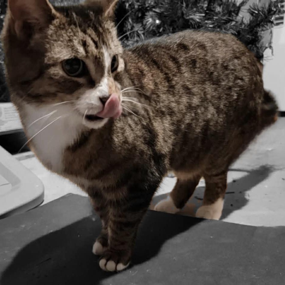 Enlarge Frenchie, a ADOPTABLE Domestic Short Hair in Hudsonville, MI image 5/5