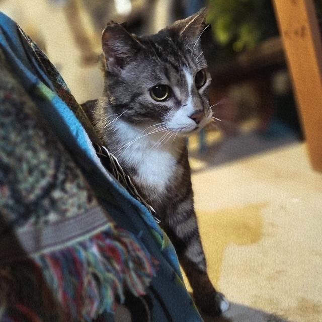 Enlarge Frenchie, a ADOPTABLE Domestic Short Hair in Hudsonville, MI image 4/5