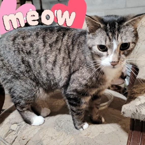 Enlarge Frenchie, a ADOPTABLE Domestic Short Hair in Hudsonville, MI image 2/5