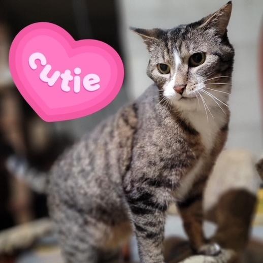 Enlarge Frenchie, a ADOPTABLE Domestic Short Hair in Hudsonville, MI image 1/5