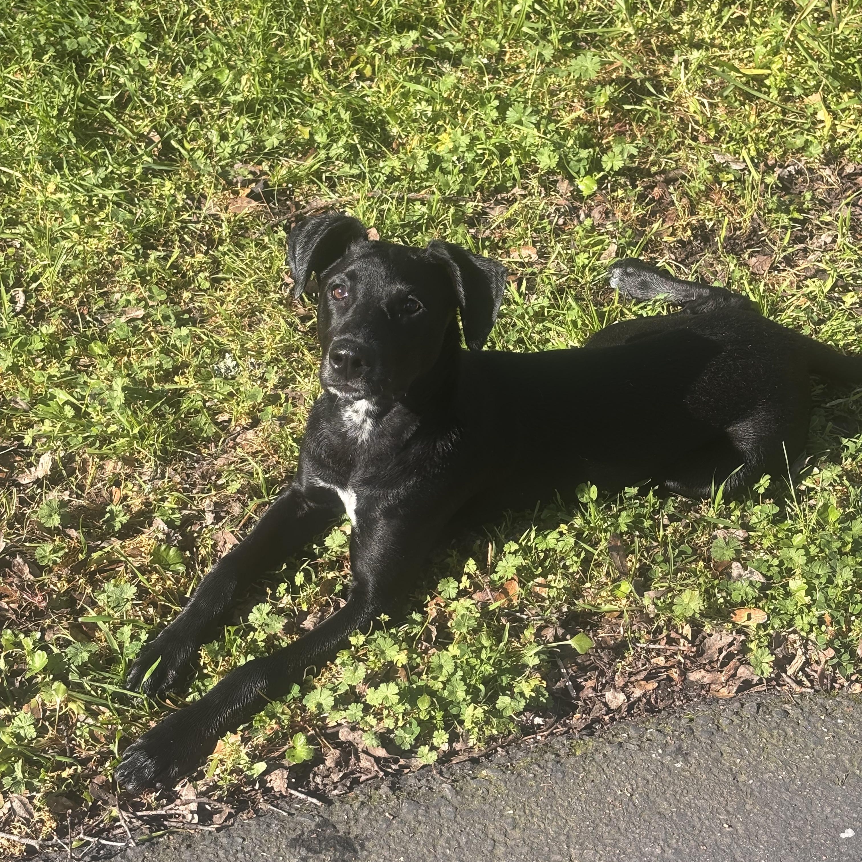 Maya, ADOPTABLE, Puppy Female Doberman Pinscher & Dalmatian.