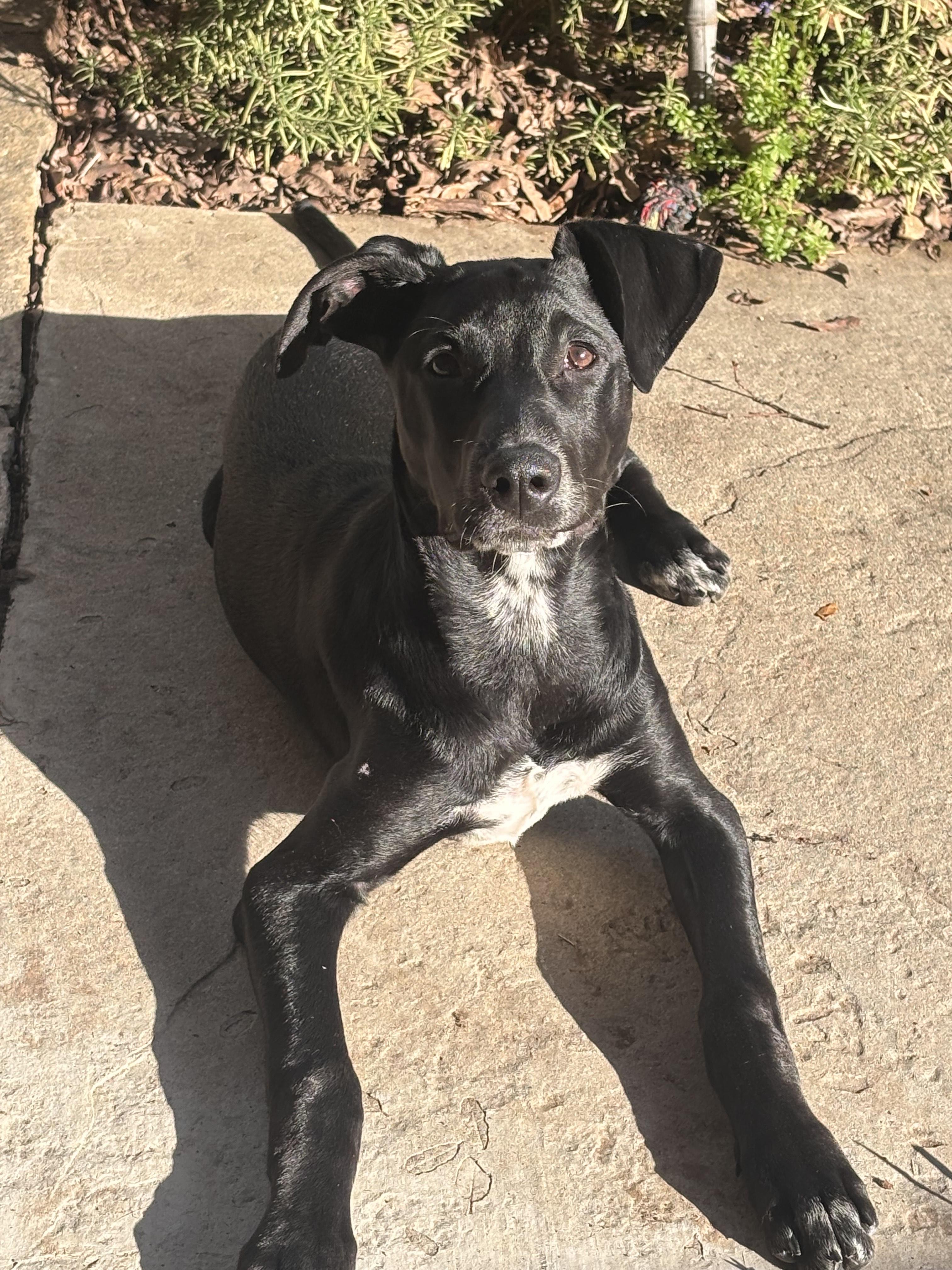 Maya, ADOPTABLE, Puppy Female Doberman Pinscher & Dalmatian.