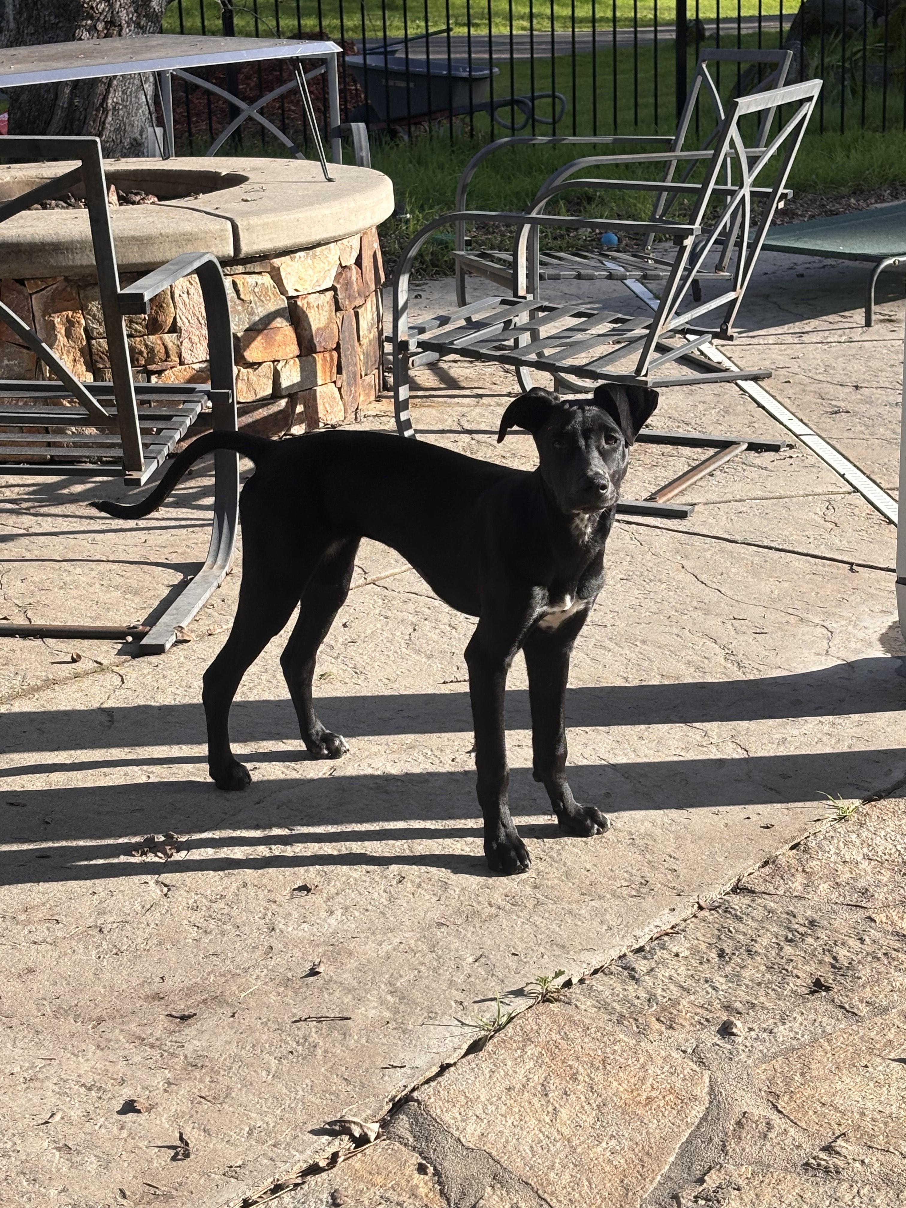 Maya, a ADOPTABLE mixed breed in Orangevale, CA image 4/6