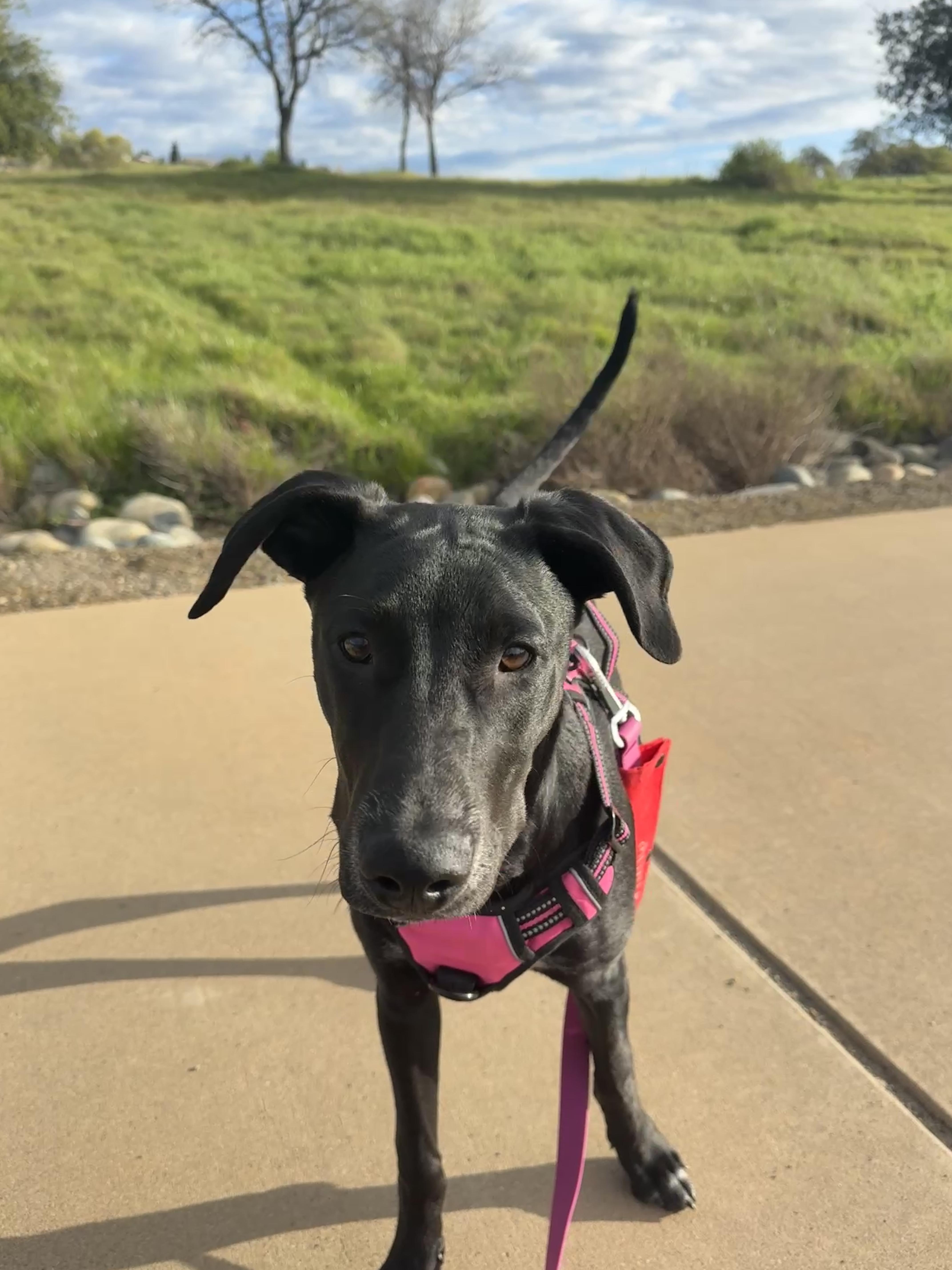 Enlarge Maya, a ADOPTABLE mixed breed in Orangevale, CA image 1/4