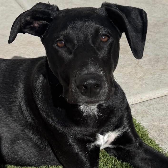Enlarge Maya, a ADOPTABLE mixed breed in Orangevale, CA image 1/5