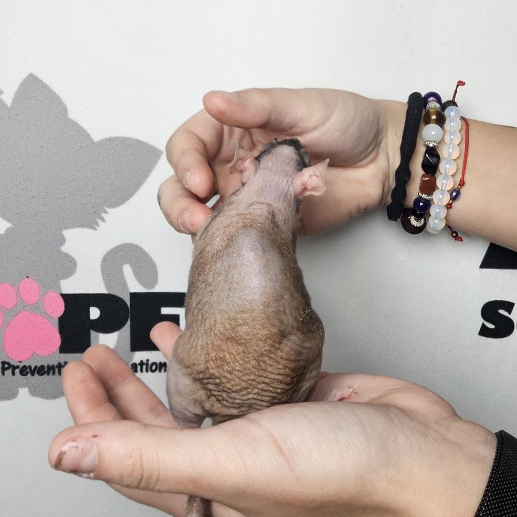 Harold, Adoptable, Baby Male Rat.