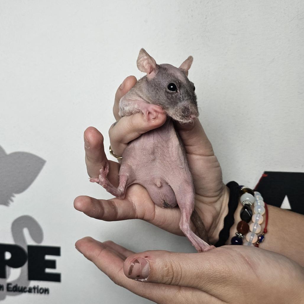 Enlarge Harold, a Adoptable Rat in Milton, FL image 2/3