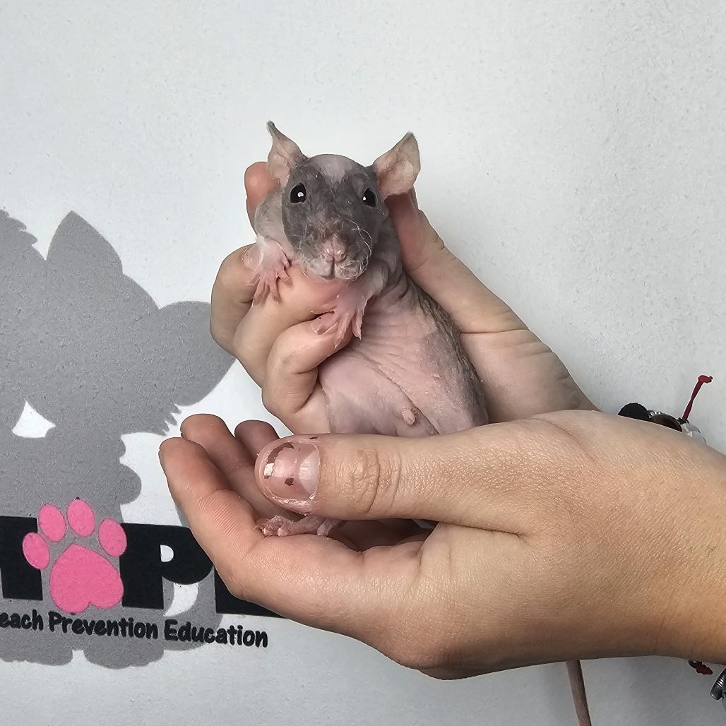 Enlarge Harold, a Adoptable Rat in Milton, FL image 3/3