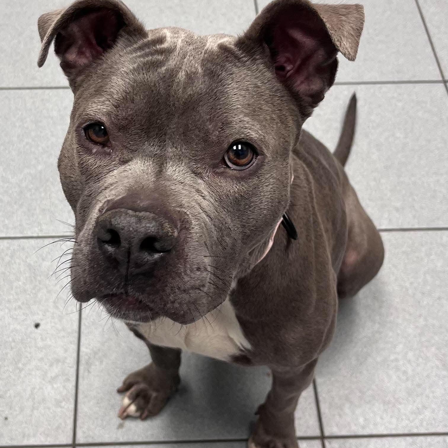 Shamrock Shake, Adopted, Adult Female Bulldog.