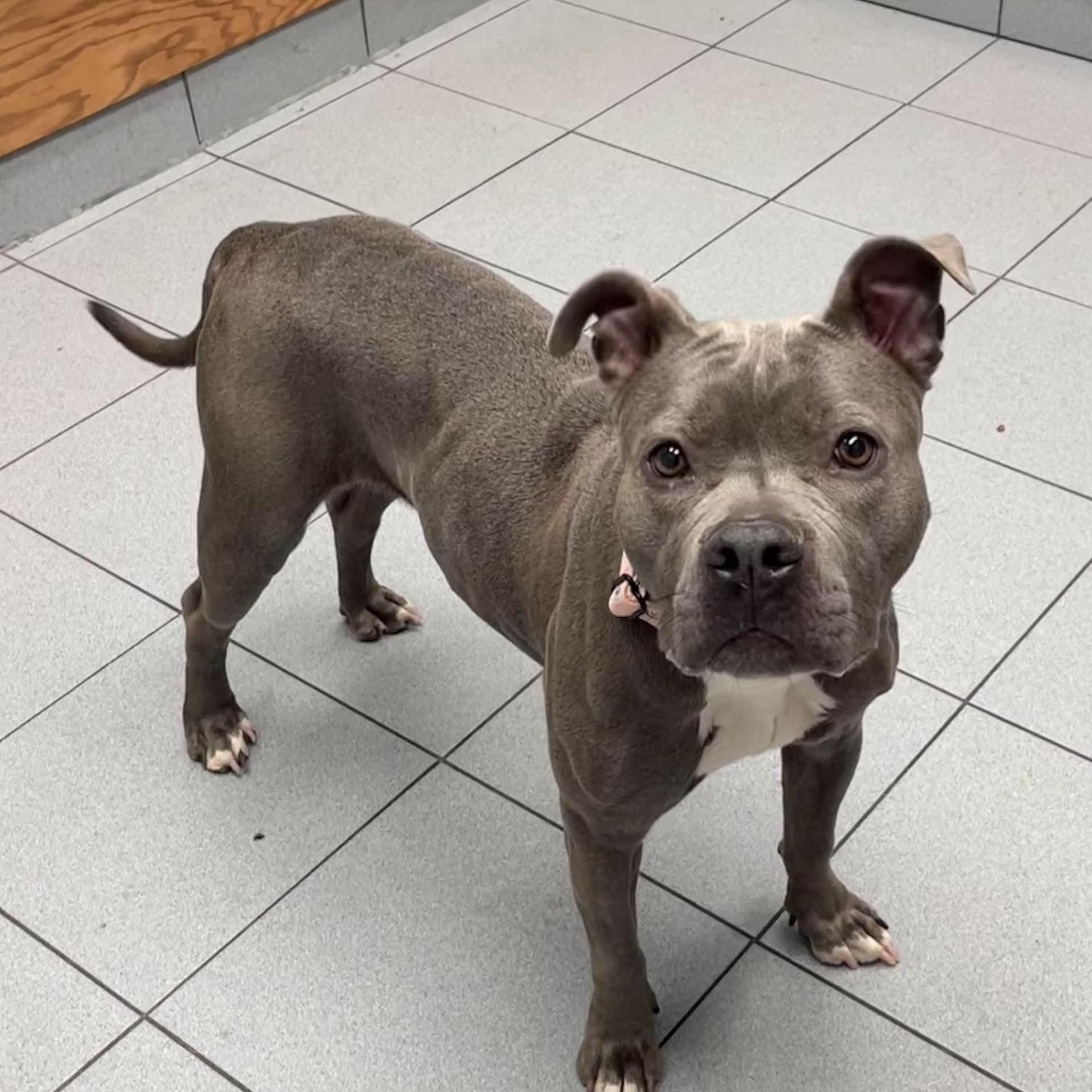 Enlarge Shamrock Shake, a Adopted mixed breed in Buffalo, NY image 3/6