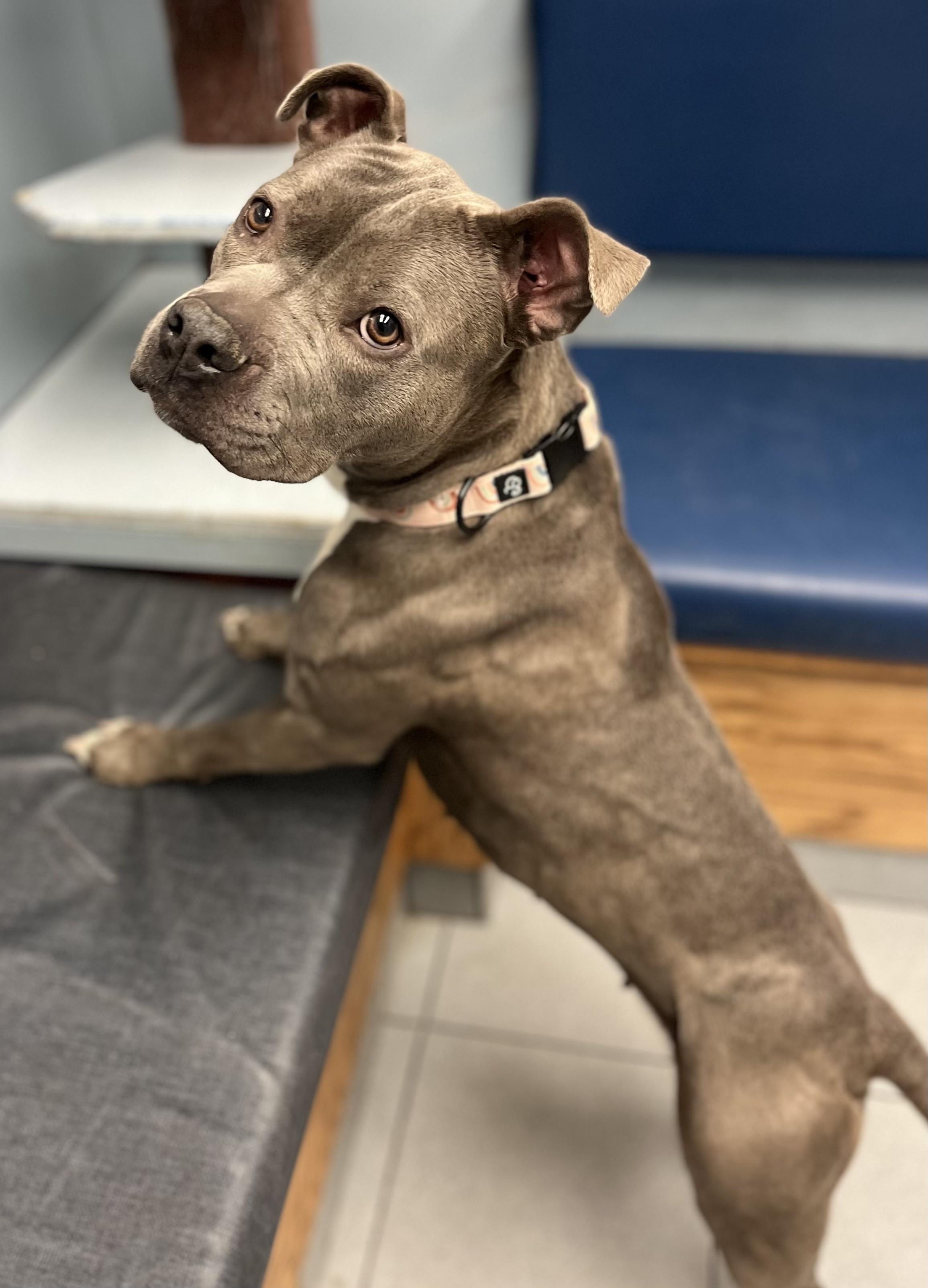 Enlarge Shamrock Shake, a Adopted mixed breed in Buffalo, NY image 6/6