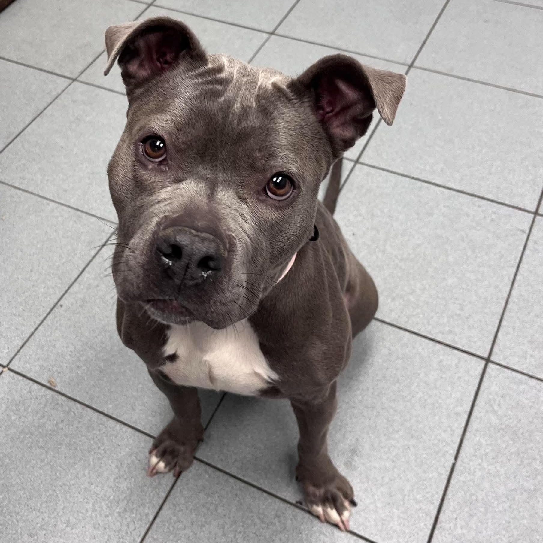 Enlarge Shamrock Shake, a Adopted mixed breed in Buffalo, NY image 2/6