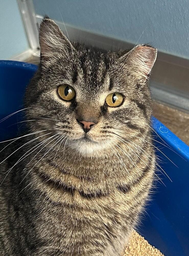 Berries, Adoptable, Adult Male Domestic Short Hair.