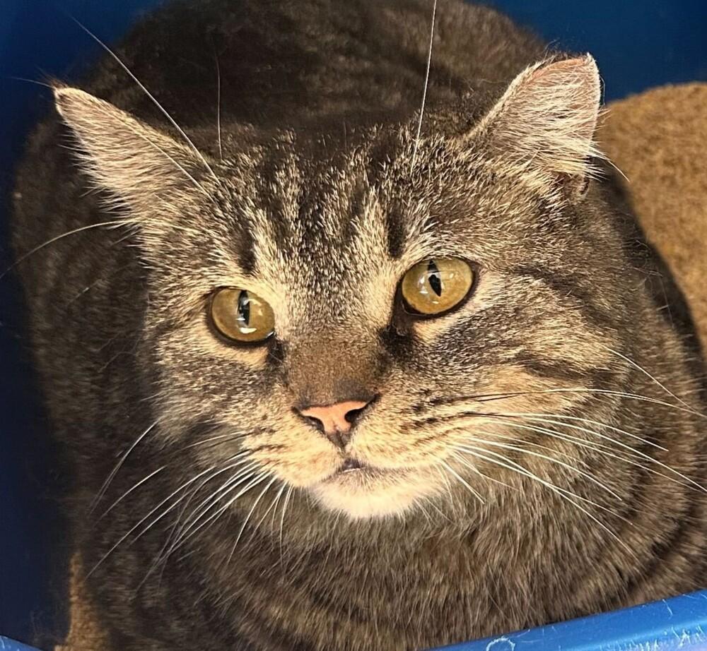 Enlarge Berries, a Adoptable mixed breed in Milltown, NJ image 2/2