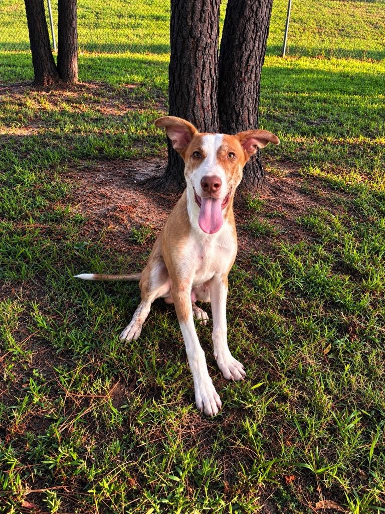 SAM WINCHESTER, Adopted, Young Male Australian Cattle Dog / Blue Heeler & Pit Bull Terrier.